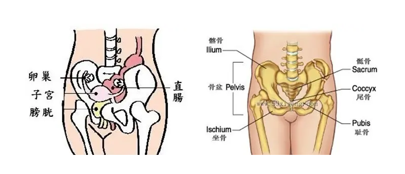 骨盆前倾后倾评估与康复治疗