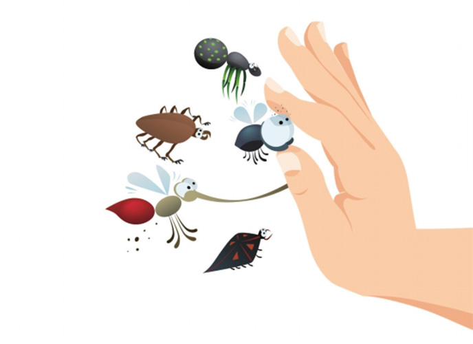 隐翅虫落到身上不要拍 专家教你正确处理